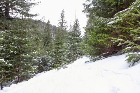 Fir trees in the winter Stock Photos