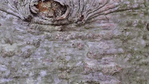 Fir trunk bark with node Crane-up Video stock 152831646