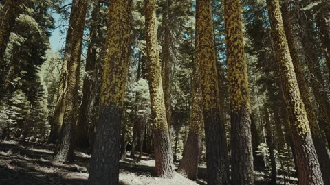Fir trunks covered in bright yellow lichen tilt up Stock Footage 348047252