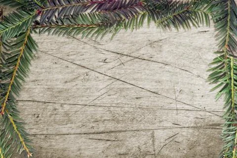 Fir twig frame Stock Photos