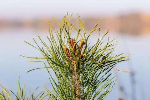 Fir twigs with dew drops 스톡 사진