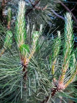 Fir twigs Stock Photos