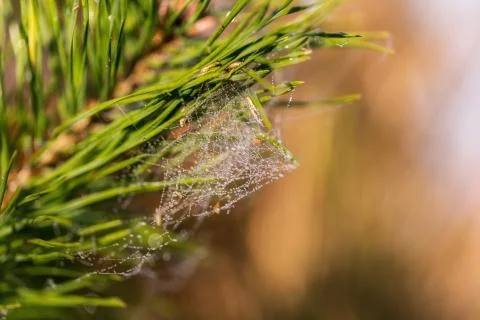 Fir twigs with spider web Foto stock