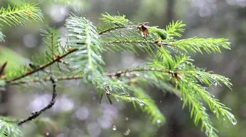 Fir under drizzle in the wood Video stock 64053792