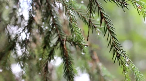 Fir under drizzle in the wood Video stock 64053806