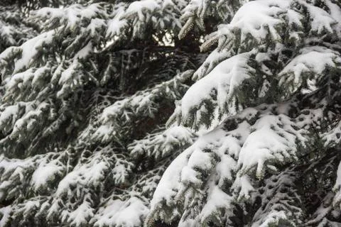 Fir under snow Stock Photos