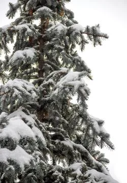 Fir under snow Stock Photos