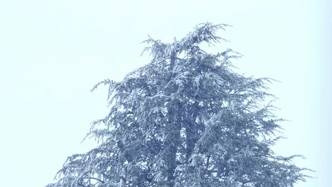 Fir under the snow: snowfall, blizzard, winter Video stock 86090716