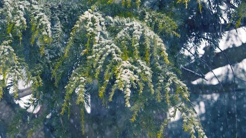 A fir under a snowfall: slowmotion footage of a fire under a great snowfall  Stock-Footage 86091689