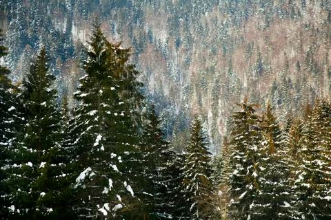 Fir waterfall Stock Photos