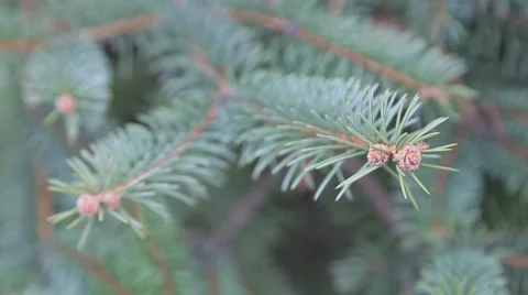 Fir in the wind Video stock 48062869
