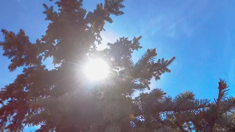 The fir in the wind. The glare of the sun through the branches. Stock Footage 91537011
