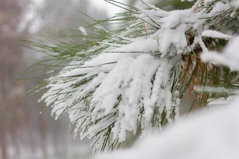 Fir winter braches. Pine tree under snow Stock Photos