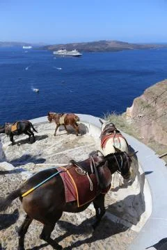Fira Donkeys Stock Photos