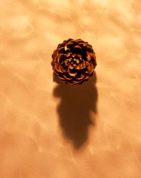 FIRCONE CASTING SHADOW ON BACKGROUND Foto stock