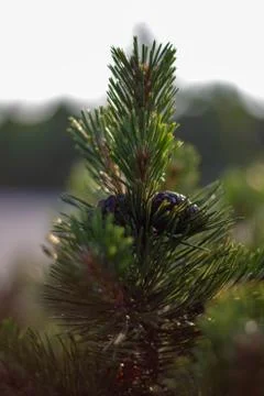 FirCone Stock Photos