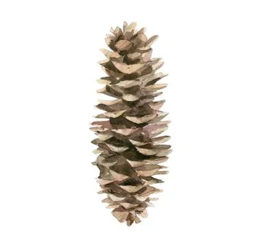 Fircone. Tree cone. Forest nature detail. Watercolour isolated on white Illustrazione stock