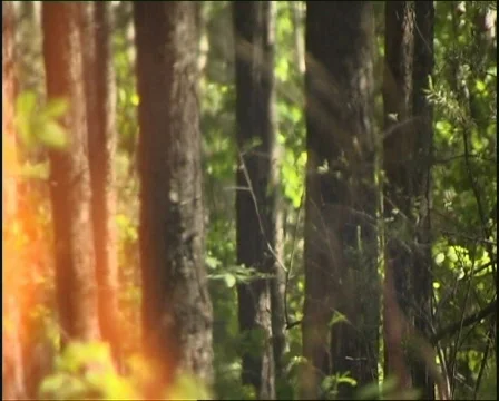 Fire 4 P Stock Footage 517379