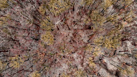 Fire Aftermath Stock Footage 158480630