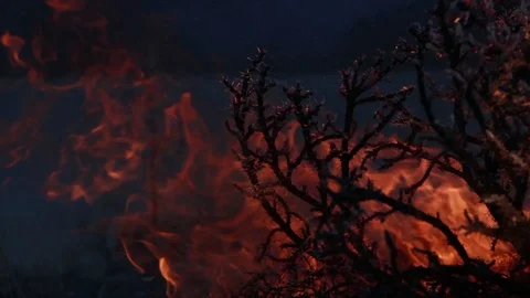 Fire and ashes, forest fires Stock Footage 108439817