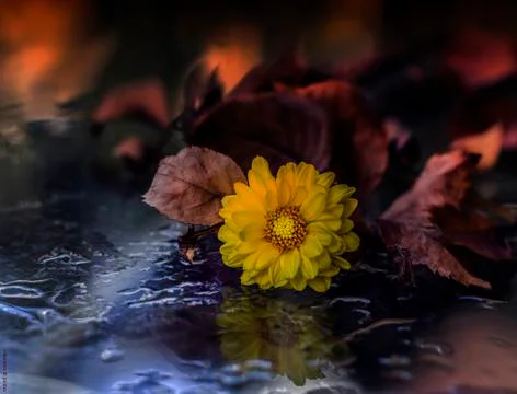 Fire and flower Stock Photos