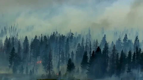 Fire and smoke. Burning forest. Natural disaster from climate change. 库存影片 246579801