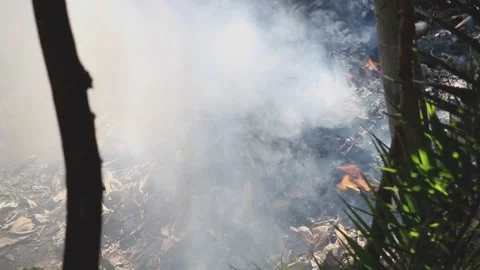 Fire and smoke, burning the garbage Stock Footage 148550798