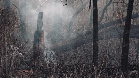 Fire and smoke from a controlled burn in a pine forest Stock Footage 191650085