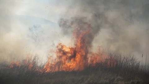 Fire and Smoke, dry grass is burning Stock Footage 71753277