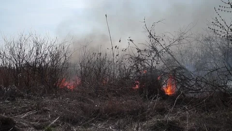 Fire and Smoke, dry grass is burning Stock Footage 131825016