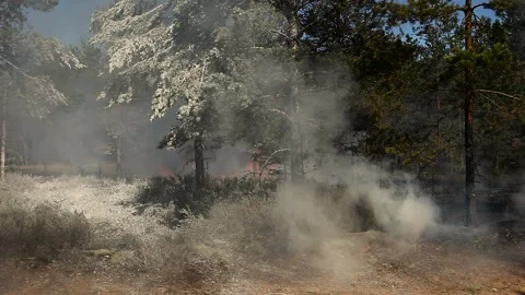 Fire and smoke in the forest is ignited by the wind. Stock Footage 152058287