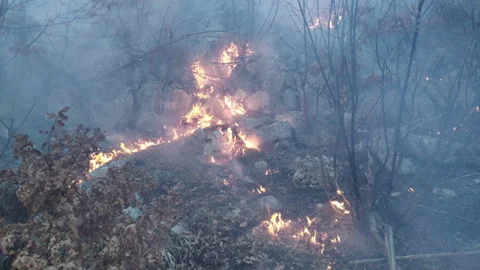Fire and smoke - prescribed burning of bush or forest wildfire with crackling Stock Footage 232616554
