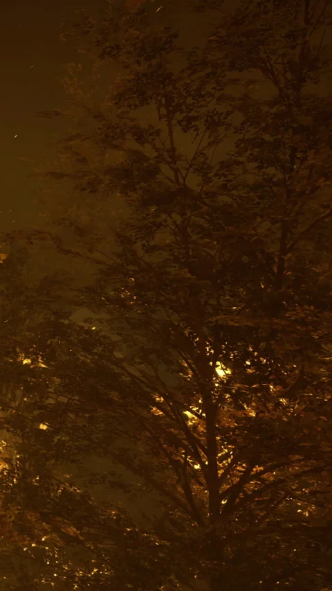 Fire and smoke seen through trees during night time in a forest area Stock Footage 335945738