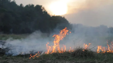 Fire and thick smoke in forest, wildfire, burning dry grass against evening sun Stock Footage 63418892
