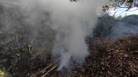 Fire and trees Video stock 237631409