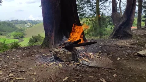 Fire and wood Stock Footage 237628828