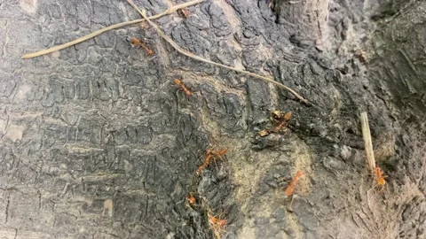 The fire ant on climbing tree. Fire ants, ants Stock Footage 170324673