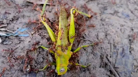 The fire ant colony gathered and pulled the dead grasshoppers on the ground Video stock 213606532