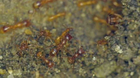 Fire ant colony moving and soldiers guarding. Stock-Footage 42517285