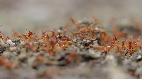 Fire ant colony moving and soldiers guarding. Stock-Footage 42534751