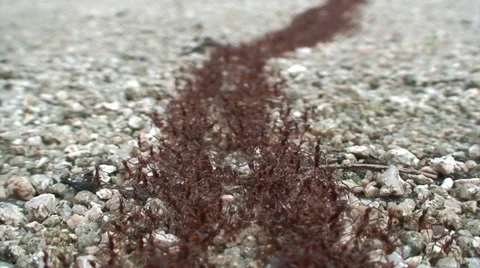 Fire ant colony moving. Stock-Footage 37332231