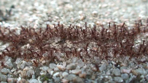 Fire ant colony moving. Stock-Footage 37333459