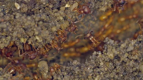 Fire ant colony moving. Stock-Footage 42527036