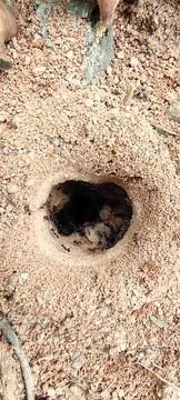 Fire ant colony Stock Photos