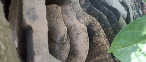 Fire Ant Stock Footage 213739882