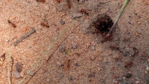 Fire ant Ground Nest Stock Footage 130683808