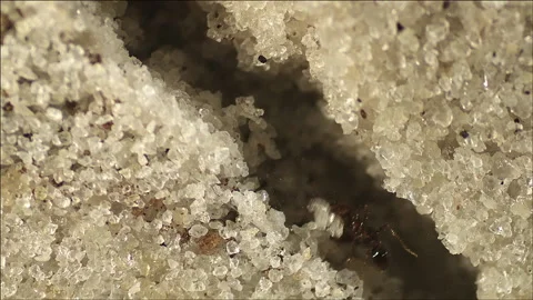 Fire Ant Macro shot in tunnel Stock Footage 133144718