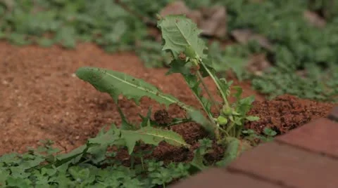 Fire Ant Mound Disturbed and Ants Swarm Stock Footage 20909518