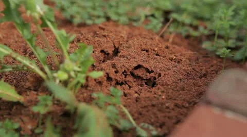 Fire Ant Mound is Disturbed Stock Footage 20910194