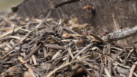 Fire ant pulling up a peace of leaf in the forest 4k. Stock Footage 96368773